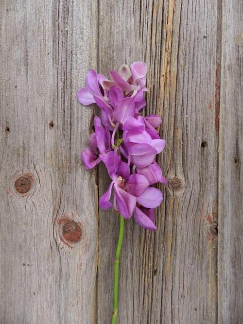 PURPLE MOKARA ORCHID